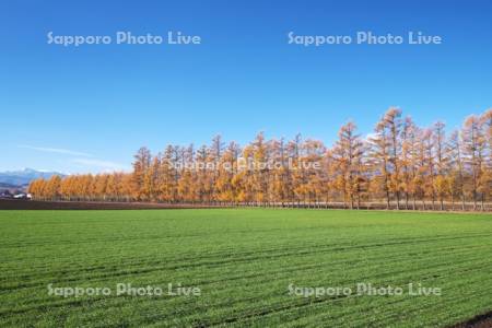 カラマツ林の紅葉と日高山脈