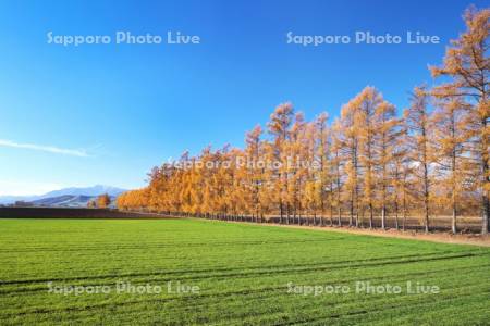 カラマツ林の紅葉と日高山脈