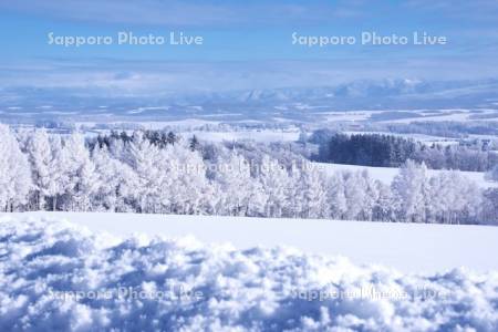 樹氷の木と雪原