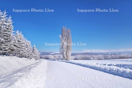 ケンとメリーの木と樹氷と道