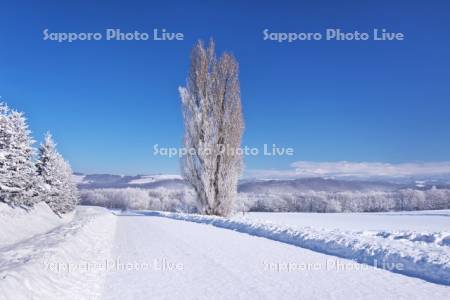 ケンとメリーの木と樹氷と道