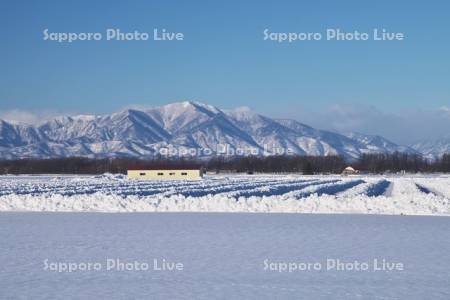 日高山脈と畑の雪割り