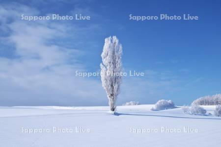 樹氷のポプラの木