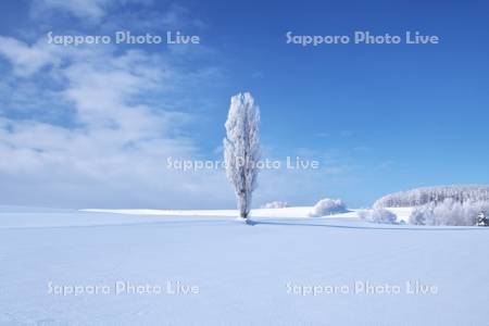 樹氷のポプラの木