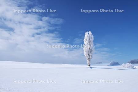 樹氷のポプラの木