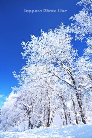 樹氷の木