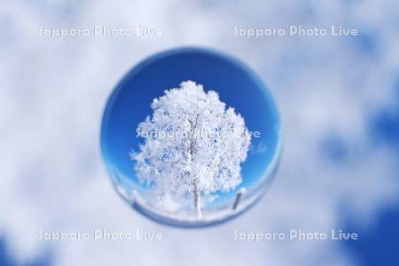 樹氷の木