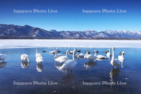 屈斜路湖　コタンの白鳥