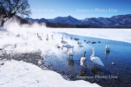 屈斜路湖　コタンの白鳥