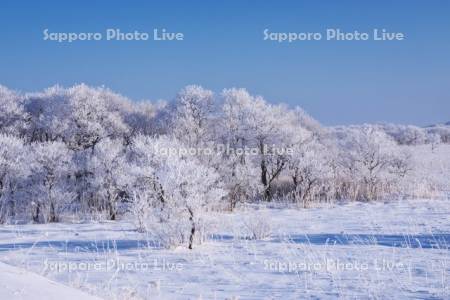 根釧原野の樹氷