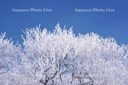 根釧原野の樹氷