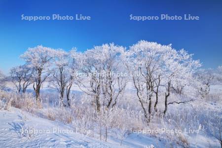 根釧原野の樹氷