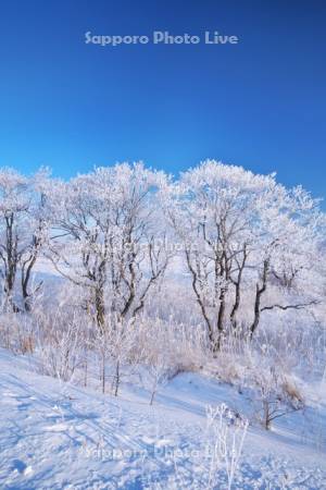 根釧原野の樹氷