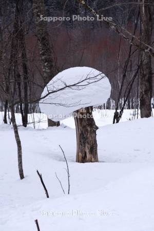 雪帽子を被ったキノコの様な木