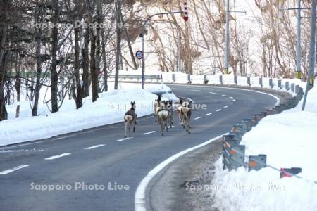 道路を歩くエゾシカ