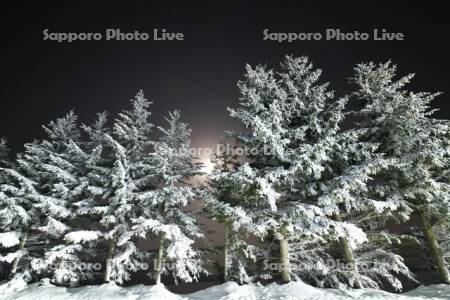 樹氷の木と月