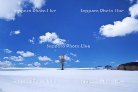 ポプラの木と雲と雪原