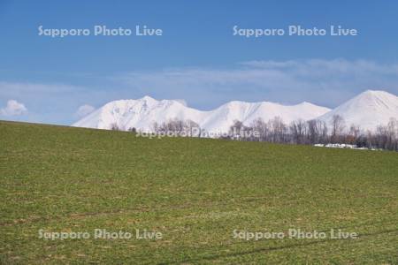 十勝岳連峰と秋まき小麦