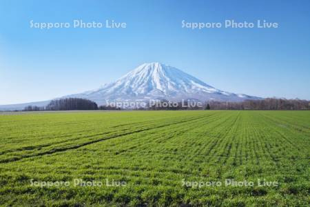 羊蹄山と秋まき小麦