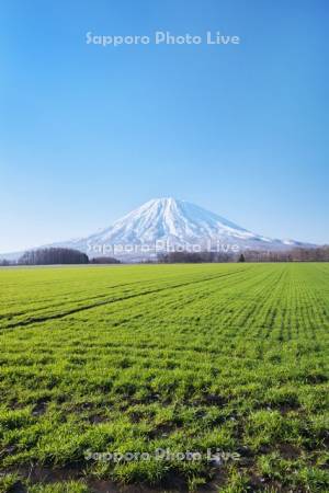 羊蹄山と秋まき小麦