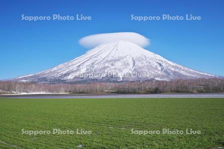 羊蹄山と笠雲と秋まき小麦