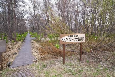 マクンベツ湿原のミズバショウ