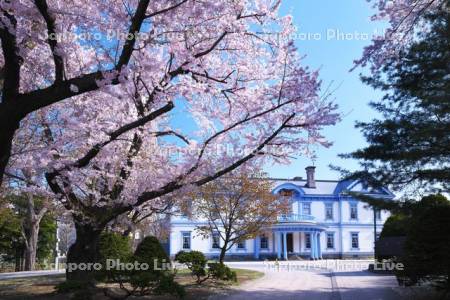 豊平館（中島公園）と桜