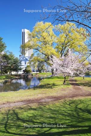 豊平館（中島公園）と桜