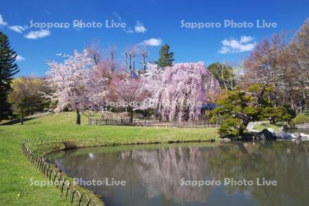 日本庭園（中島公園）と桜