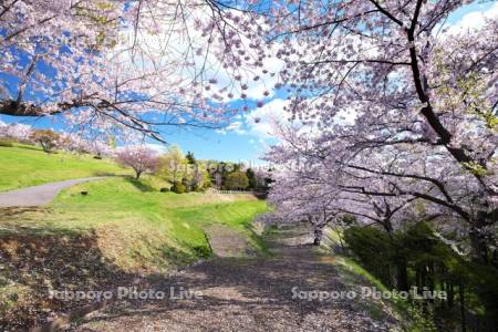 手宮緑化植物園（手宮公園）の桜