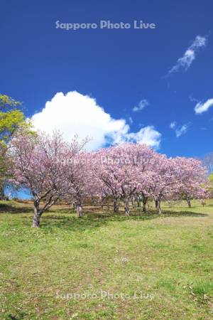 手宮緑化植物園（手宮公園）の桜