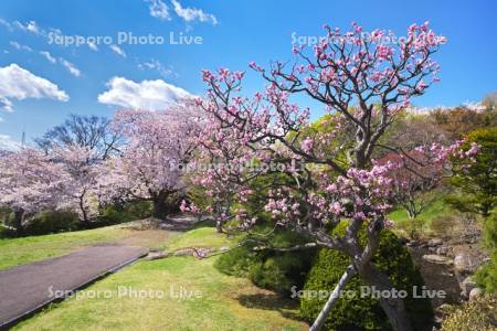 手宮緑化植物園（手宮公園）の桜と梅