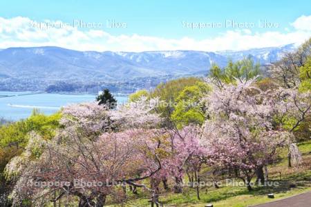 手宮緑化植物園（手宮公園）の桜と小樽市街地