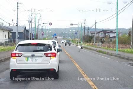 道路を横断するタンチョウと停車する車