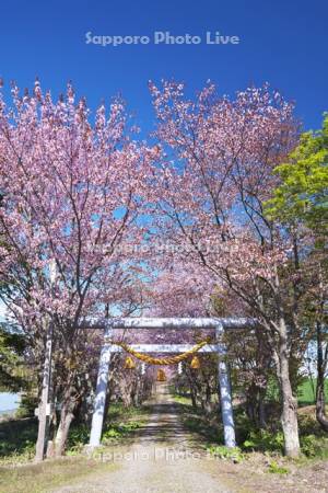 御園神社の鳥居と桜並木