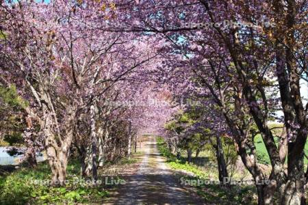 御園神社の桜並木