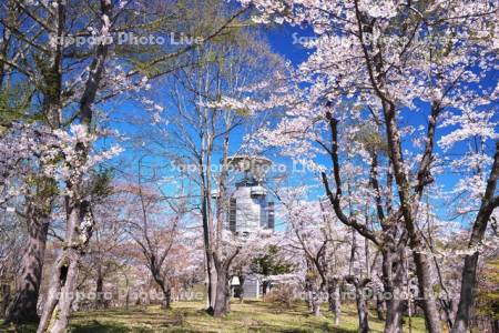 東明公園の桜とスペースカリヨン