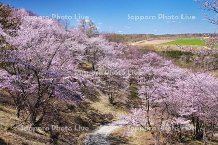 深山峠の桜