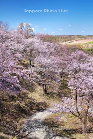 深山峠の桜