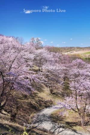 深山峠の桜