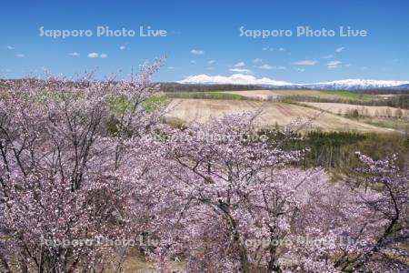 深山峠の桜と大雪山