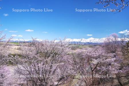 深山峠の桜と十勝岳連峰