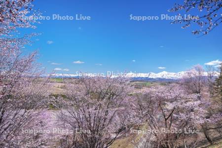 深山峠の桜と十勝岳連峰