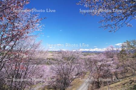 深山峠の桜と十勝岳連峰