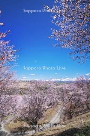 深山峠の桜と十勝岳連峰