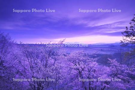 深山峠の桜と大雪山の朝