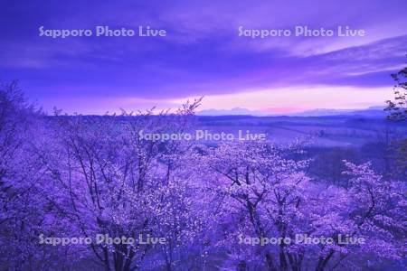 深山峠の桜と大雪山の朝