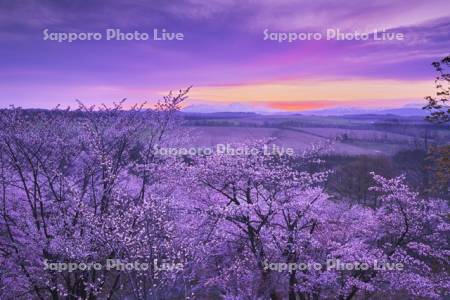 深山峠の桜と大雪山の朝