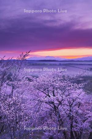 深山峠の桜と大雪山の朝