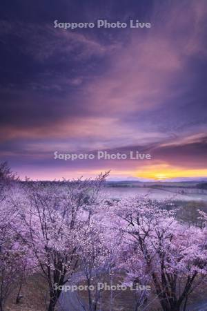 深山峠の桜と大雪山の朝